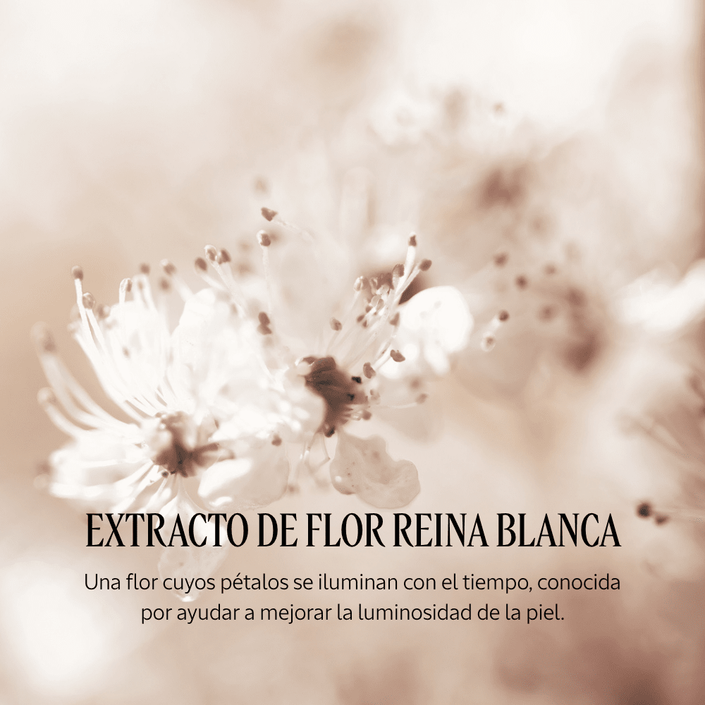 Crema Inmaculada Reina Blanca Normal BLOC02941 