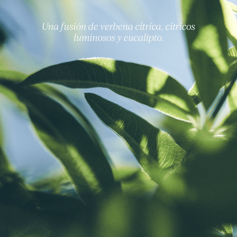 Jabón Líquido de Manos y Cuerpo Verbena Normal BLOC40534 