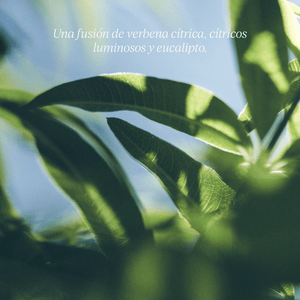 Jabón Líquido de Manos y Cuerpo Verbena Normal BLOC40534 