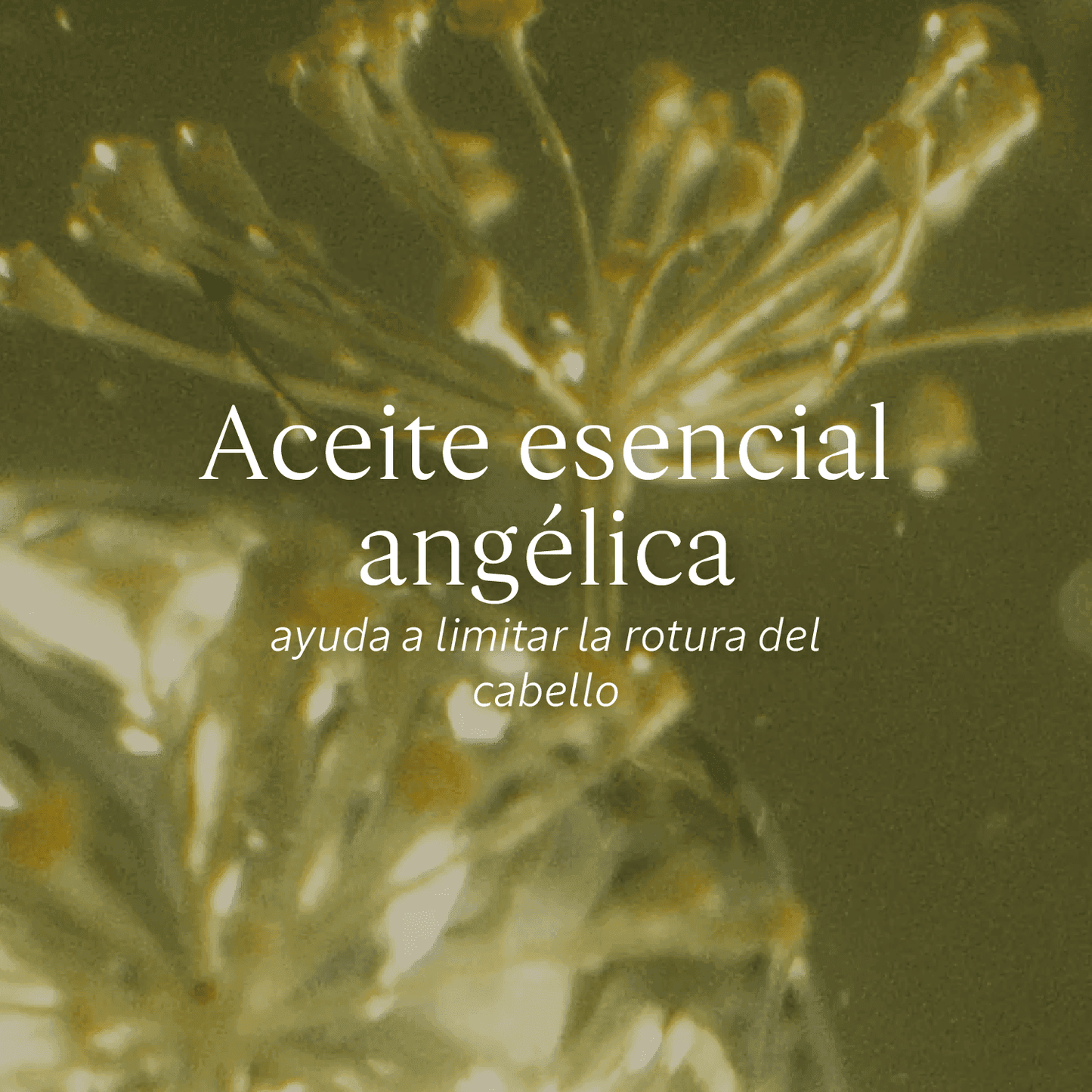 Aceite Infusionado Enriquecido Reparación Intensa Aromacología - L'Occitane Panama