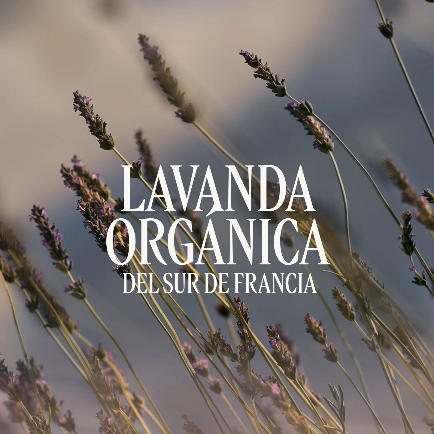 Eau de Toilette Lavande Normal BLOC40649 