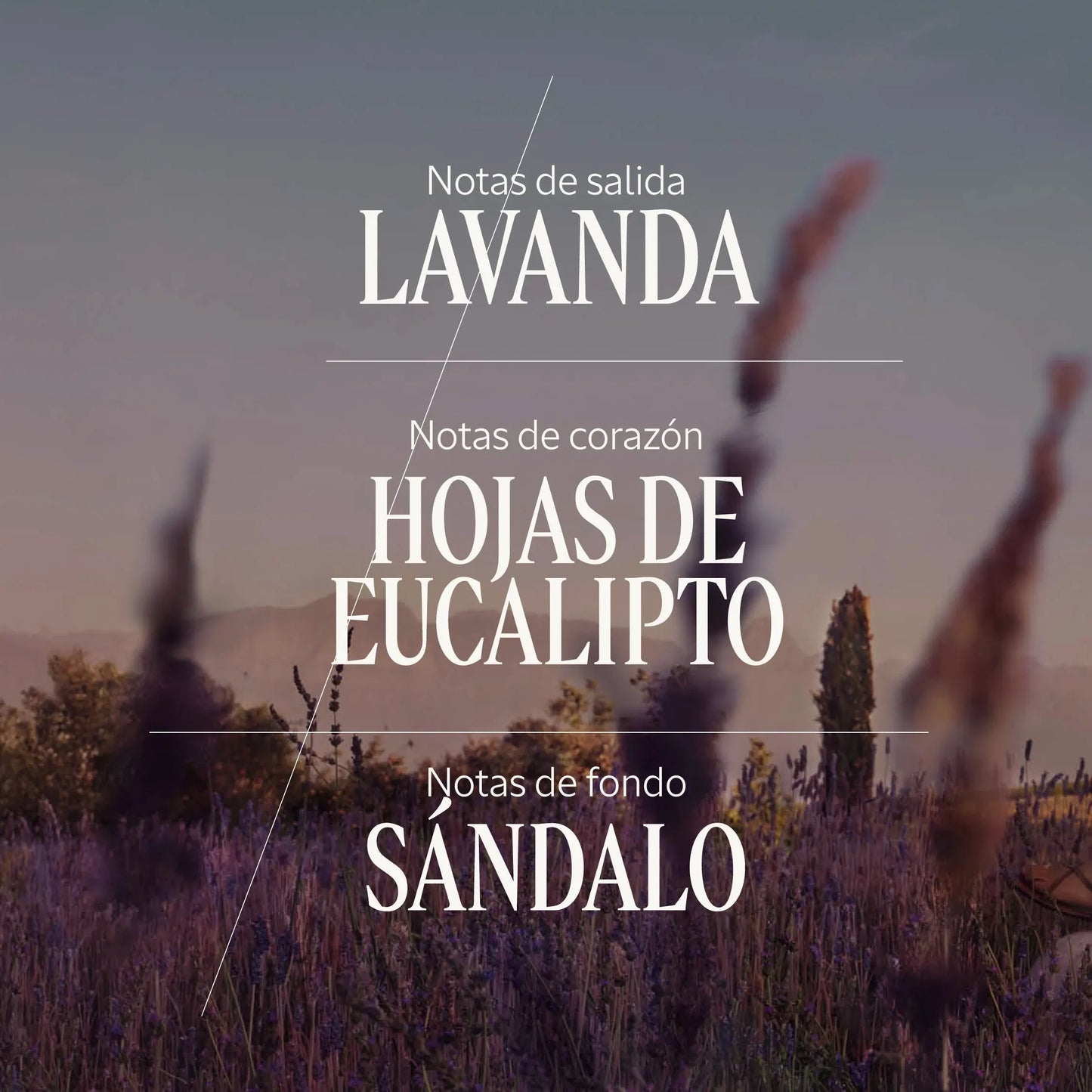 Eau de Toilette Lavande Normal BLOC40649 
