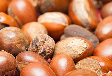 fruto del árbol de karité africano