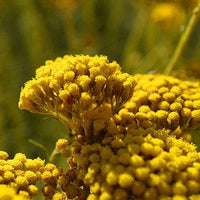 Immortelle Featured Ingredient - L'Occitane