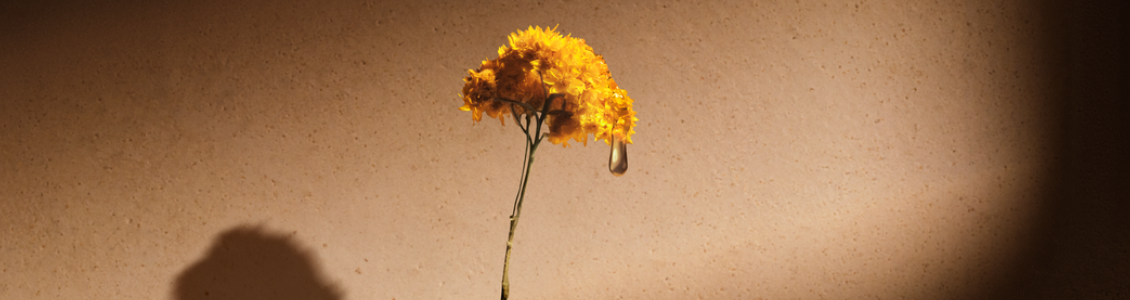 divina-immortelle-retinol-antiedad-arrugas-juventud